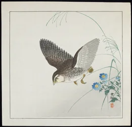 Wachtel im Flug, vor 1912